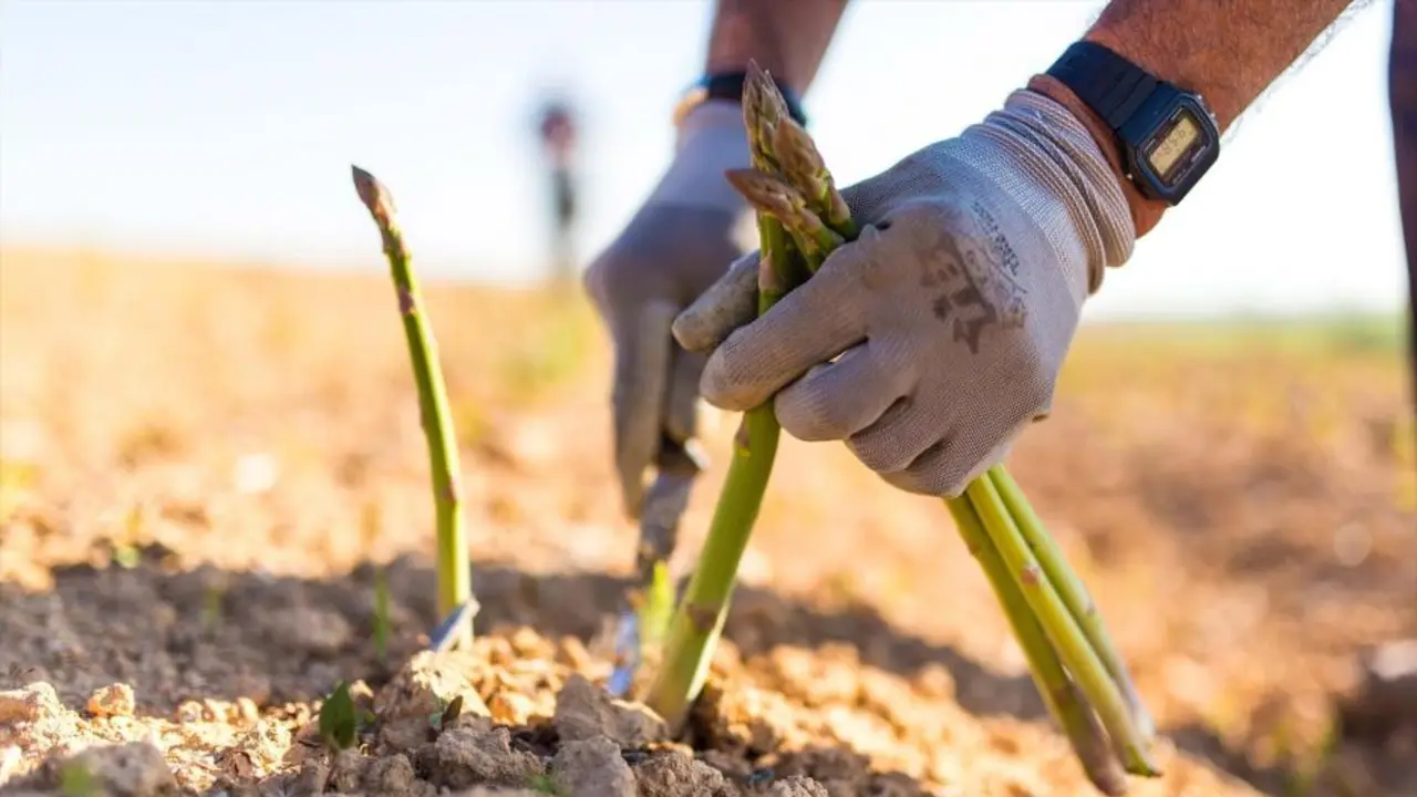 Satisfacción de los productores de espárrago verde de Guadalajara por la IGP, un revulsivo