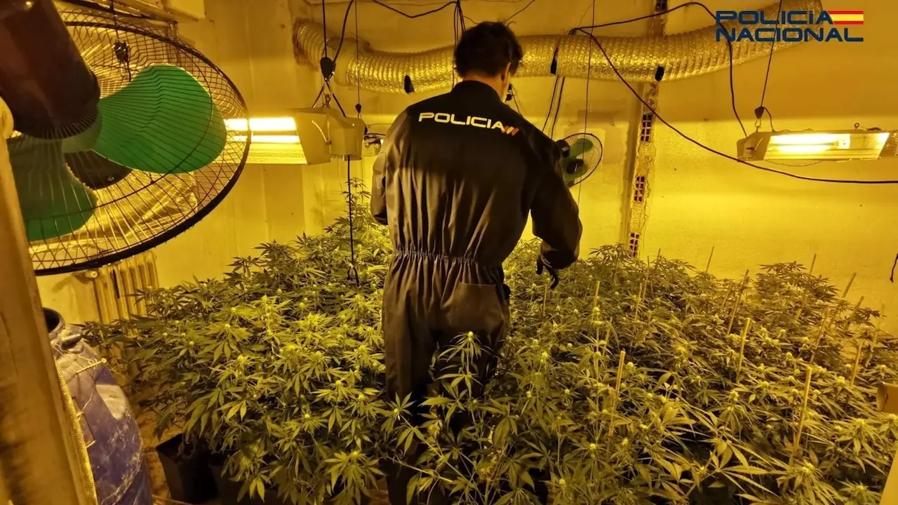 Desmantelan dos cultivos 'indoor' de marihuana en Albacete con tres detenidos