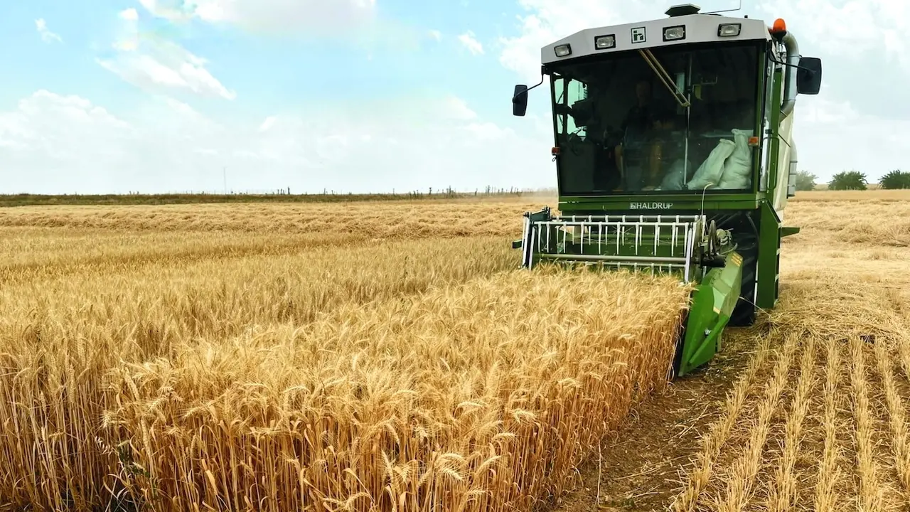 cosechadora, cultivo, trigo, cereal, agricultura, PAC, recolecta, campo,