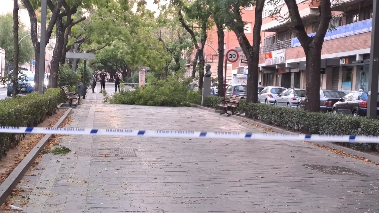El fuerte viento deja 26 incidencias por caída de árboles y ramas en Guadalajara capital