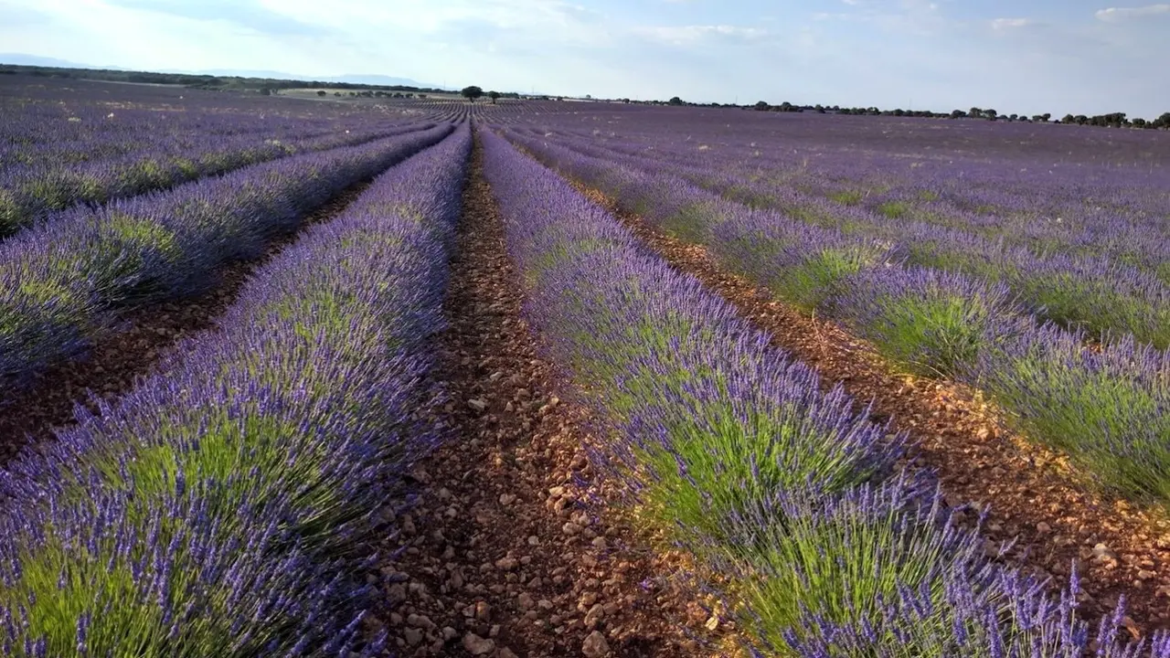 La Junta autoriza adelantar la cosecha en las parcelas de lavanda afectadas por el gusano