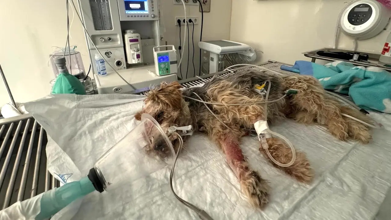 Buscan justicia para Tobi, un perro fallecido en Hellín (Albacete) tras una brutal paliza