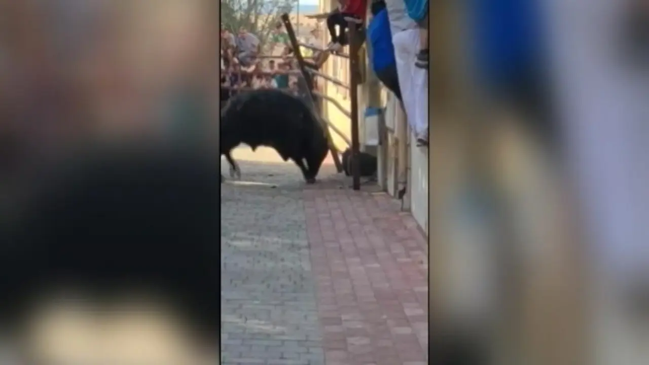 En la UCI un hombre corneado en el encierro por el campo de Torre del Burgo (Guadalajara)