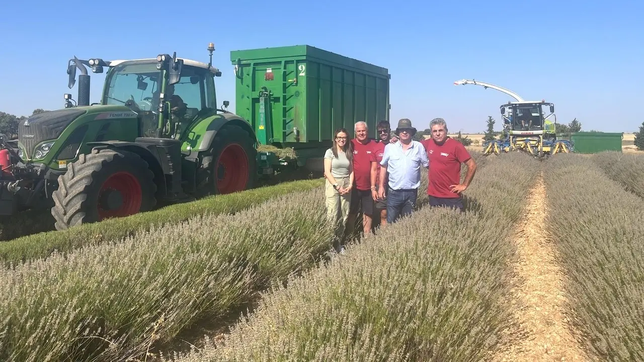 Avanza con normalidad la recolección de lavanda, tras el adelanto por la plaga de gusanos