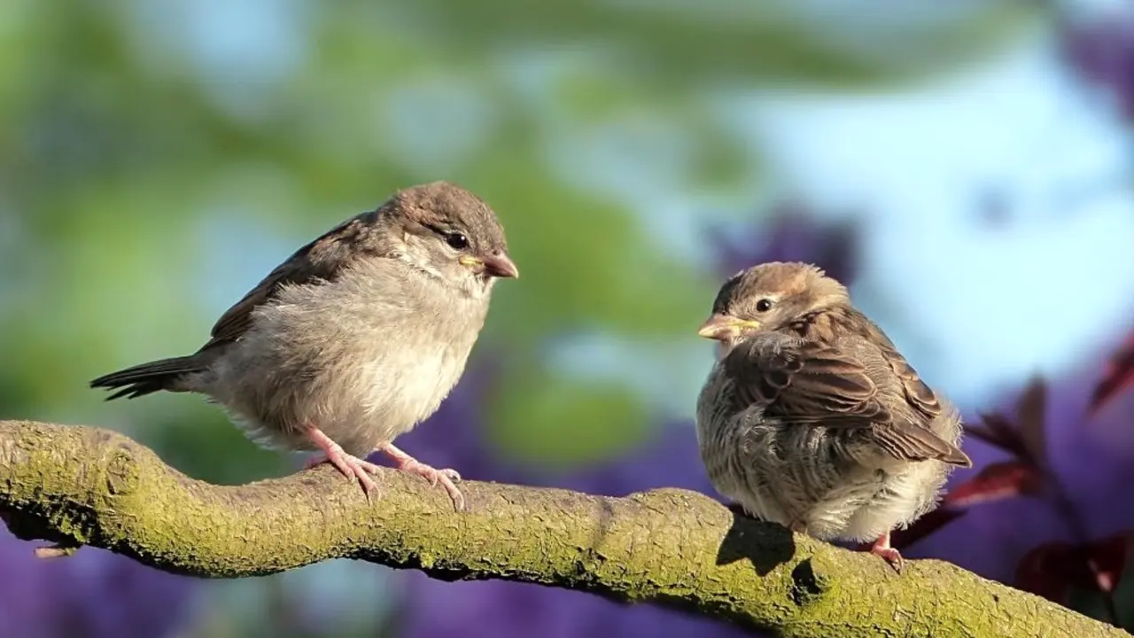 El gorrión, un eficaz dispersor de semillas con un papel importante en la naturaleza