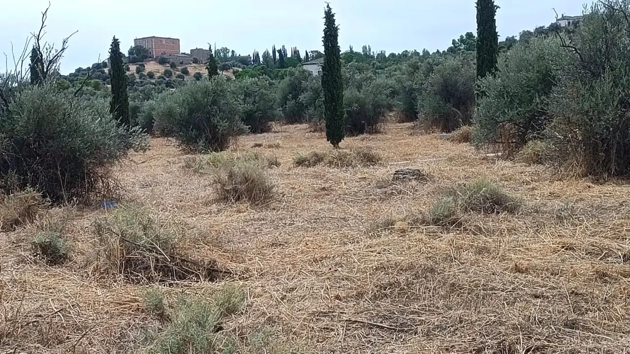 Denuncian que el equipo de gobierno PP-Vox en el Ayuntamiento de Toledo "ha arrasado el Parque de Polvorines"