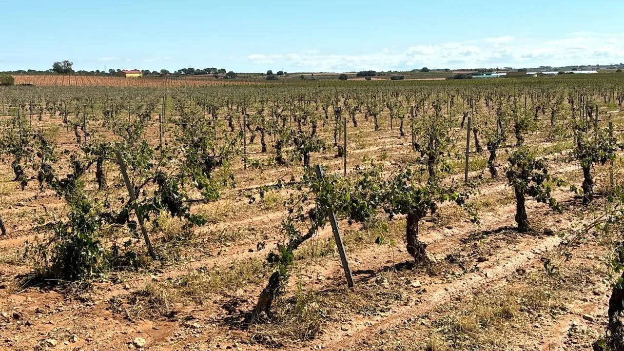Las últimas tormentas de agua y piedra dañan diferentes cultivos en Albacete