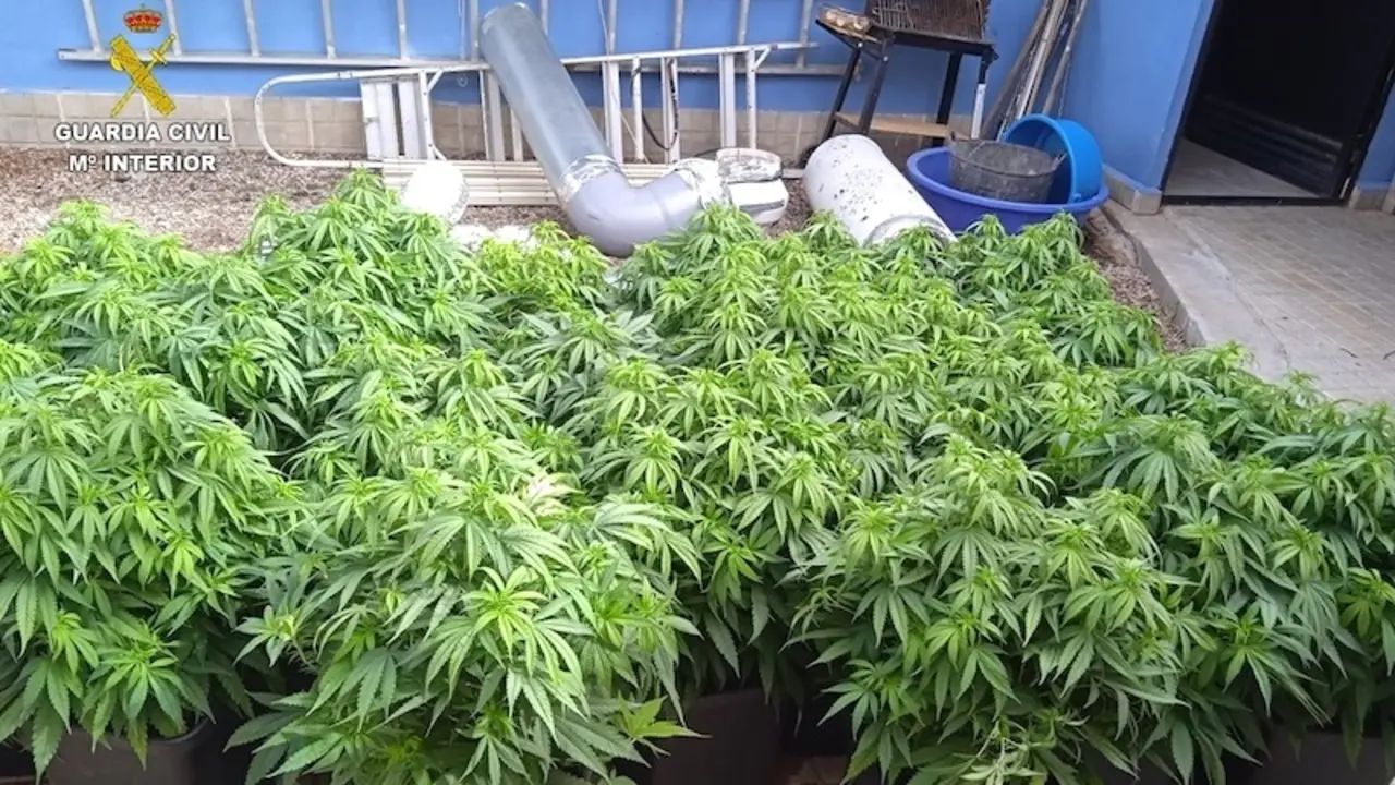 Desmantelados tres puntos de cultivo y venta de marihuana con tres detenidos