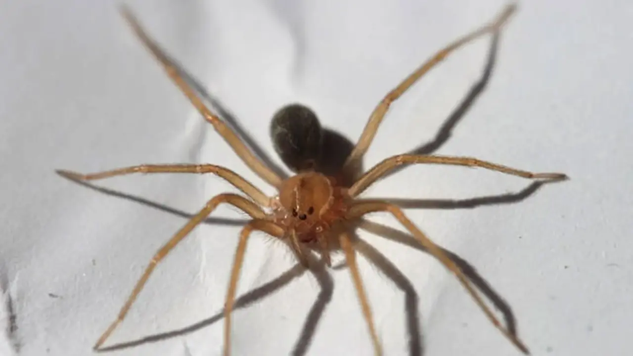 Muere un joven de 23 años tras sufrir una picadura de una araña violinista