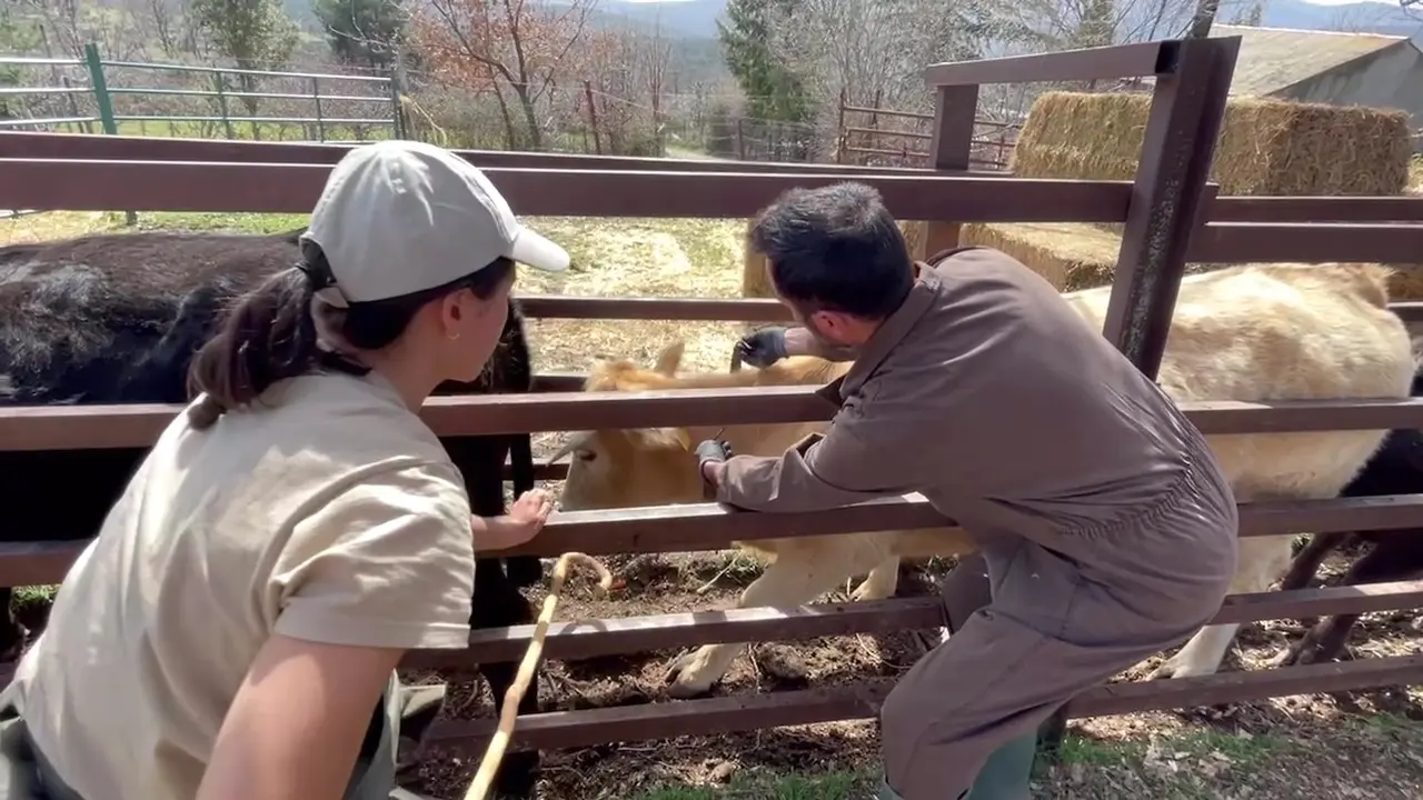 El proyecto piloto para ahuyentar al lobo en la Sierra Norte afronta su fase final, ganado, ganadería, vacuno, ganaderos,