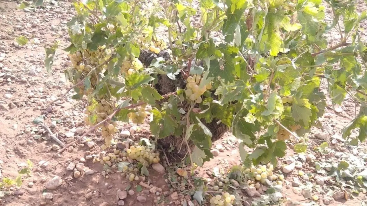 Las fuertes tormentas de granizo "arrasan" el campo en la provincia de Toledo