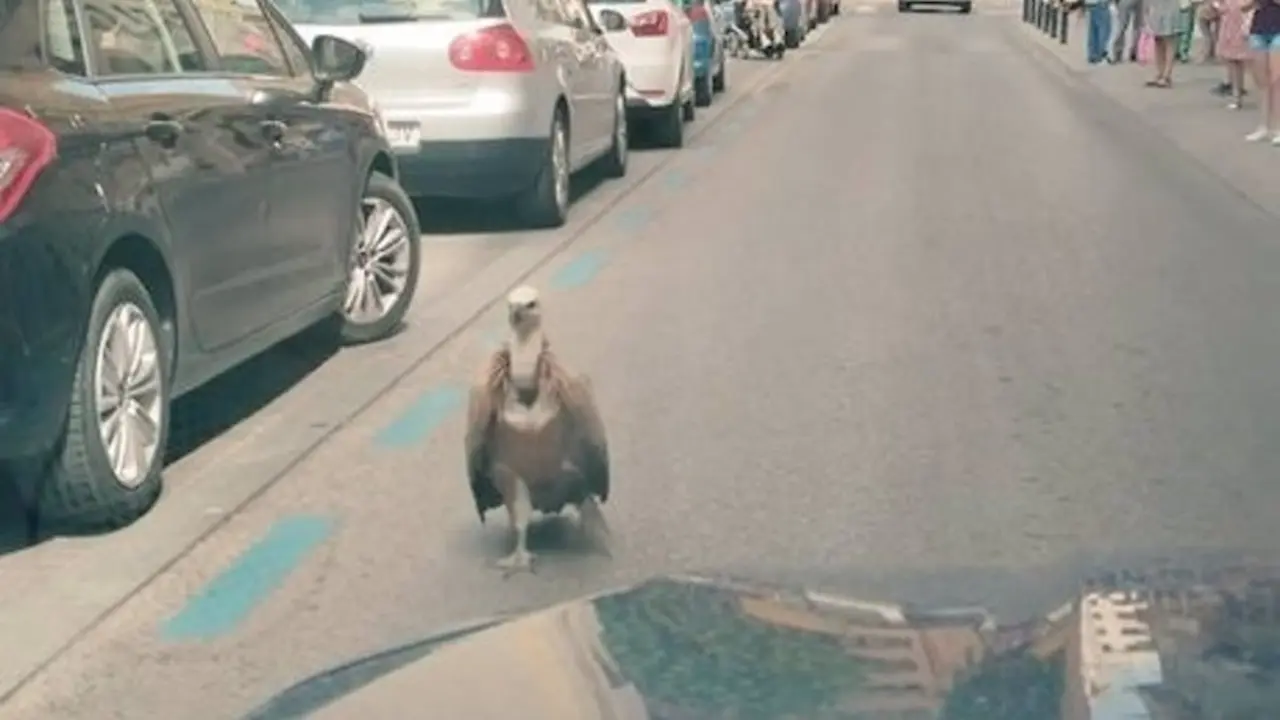 Rescatado un buitre leonado en las calles de la ciudad de Albacete