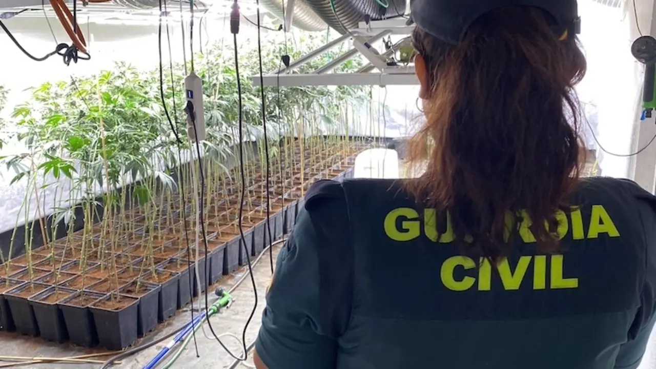 Desmantelan un cultivo con más de 1.200 plantas de marihuana y 2.184 esquejes