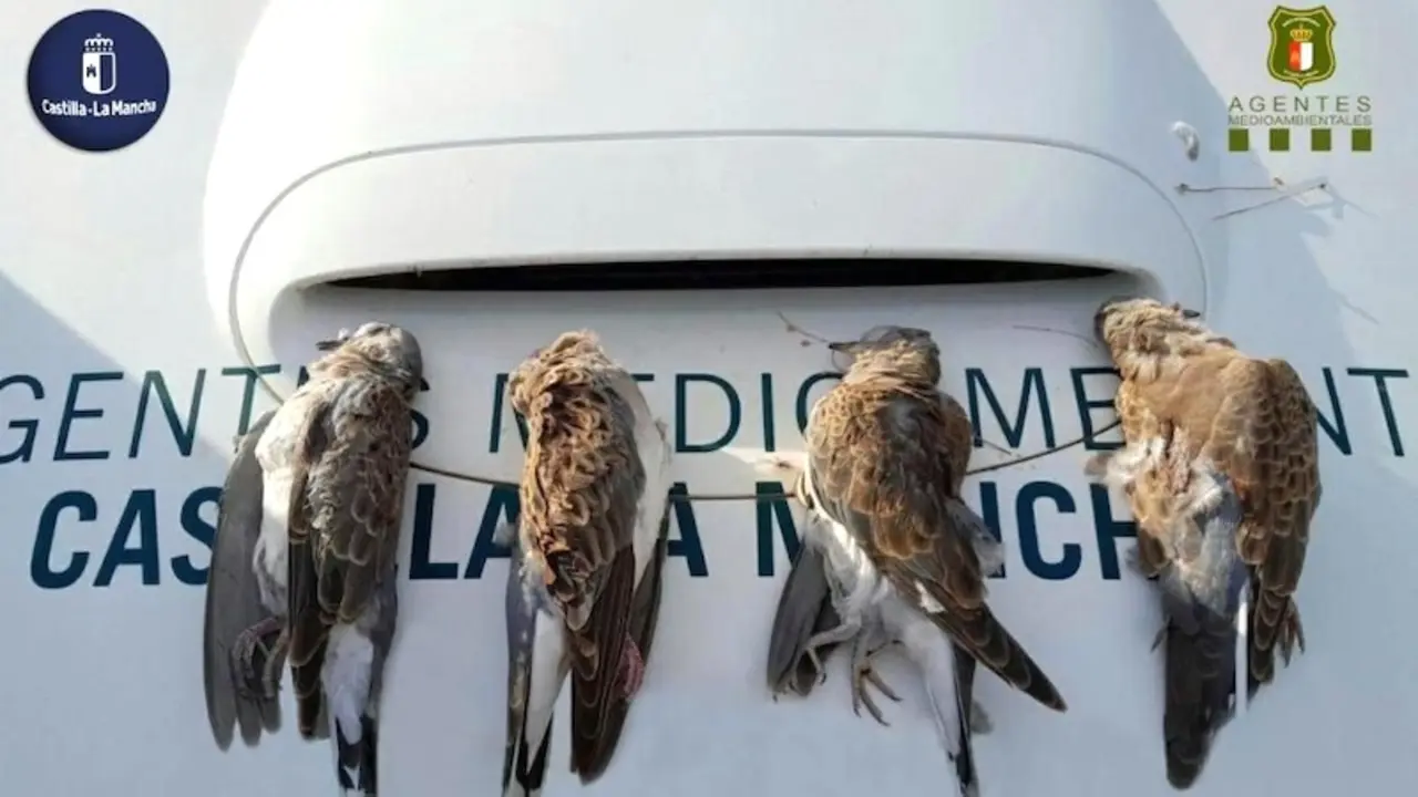 Sancionan a varios cazadores de Ciudad Real por incumplir las normas en la media veda