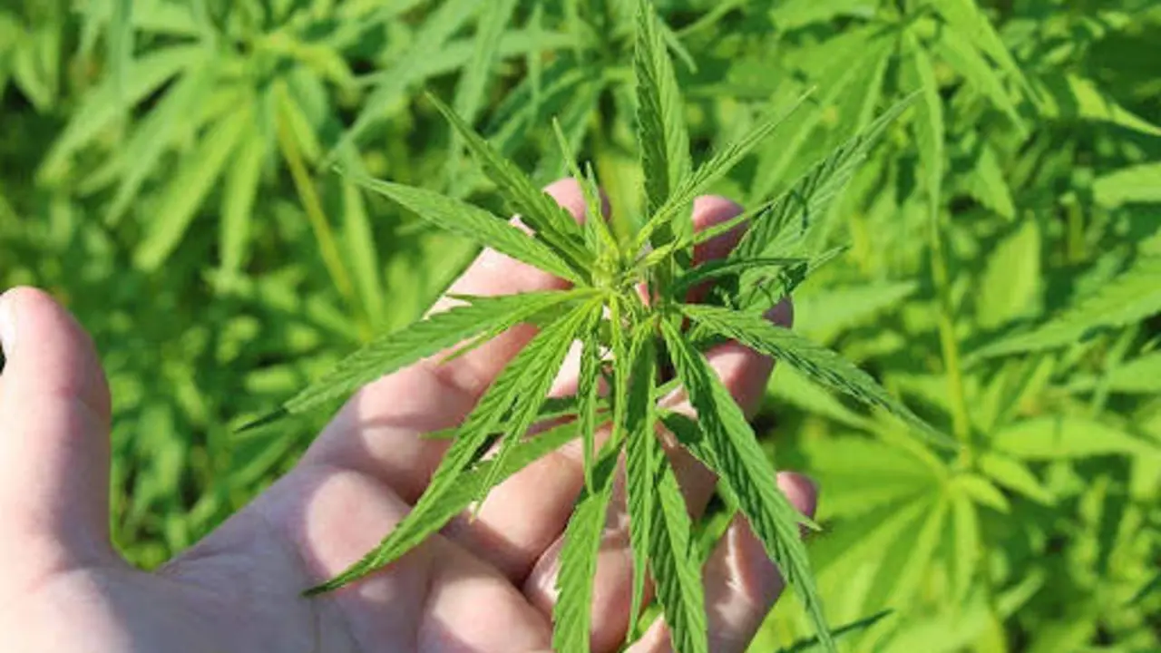  Guía esencial: Cómo elegir las semillas de cannabis perfectas para tus cultivos 