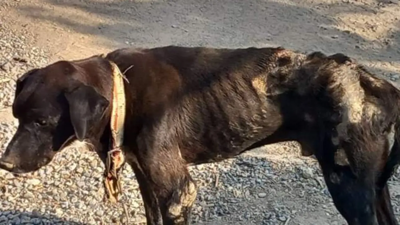 VIDEO. Encuentran decenas de animales raquíticos y en condiciones insalubres