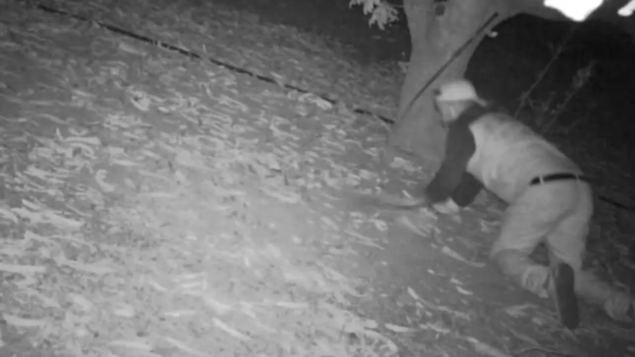 VIDEO. Agricultores hartos de robos: así les sorprenden robándoles sus cultivos