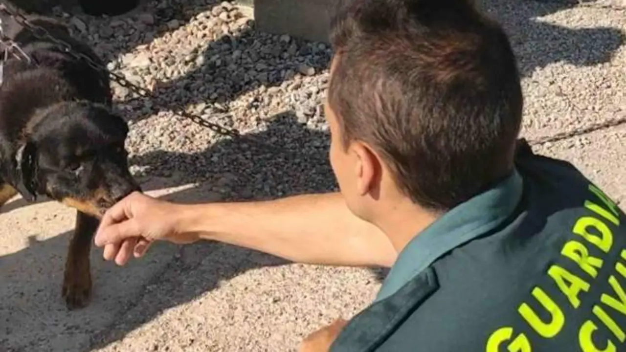Salvan a unos perros heridos y sin atención: con mordiscos y riesgo de amputaciones