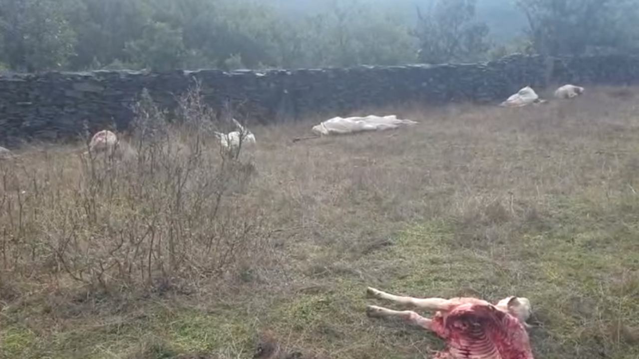 El ataque del lobo mata a 15 ovejas en una explotación de Robledo de Corpes (Guadalajara)