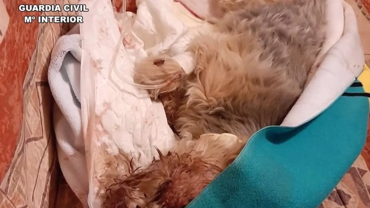 Investigado en Hellín (Albacete) por atropellar a su perro y arrojarlo malherido a un contenedor