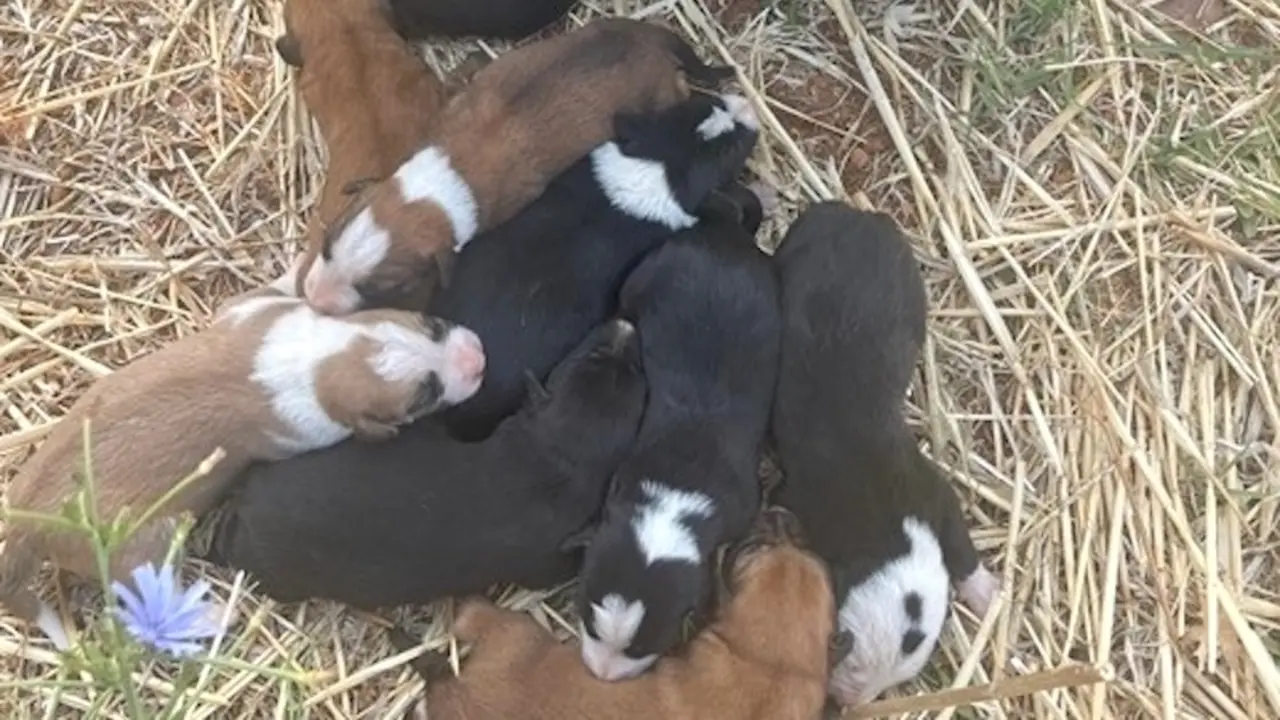 Rescatan a una perra y sus nueve cachorros de morir ahogados en una arqueta en Alcubillas (Ciudad Real)