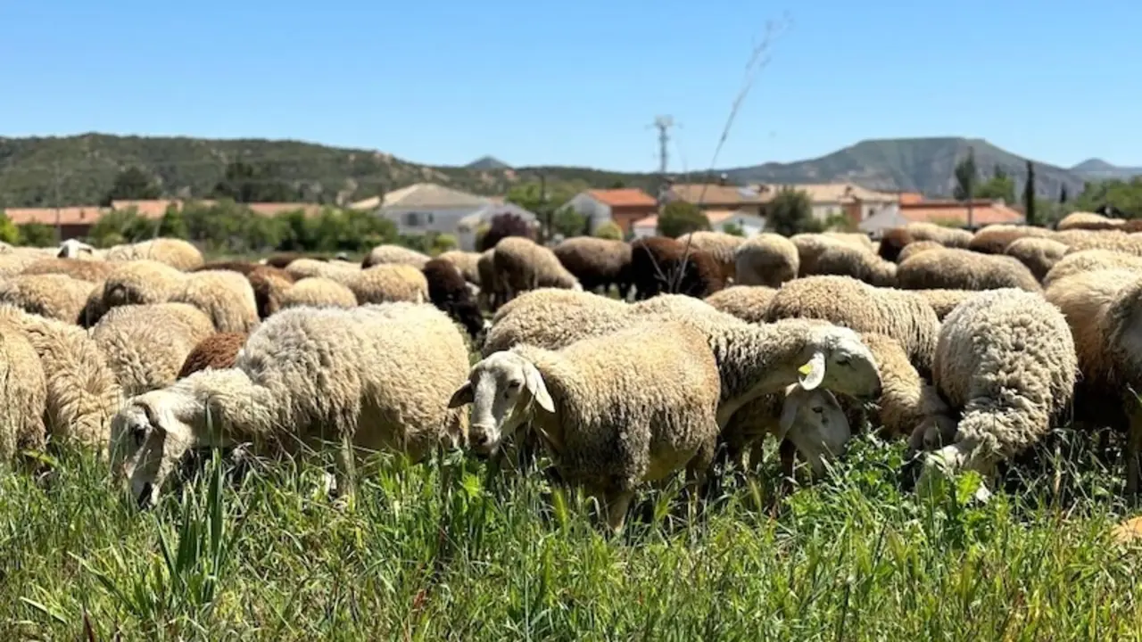 Convocadas las ayudas a las Asociaciones de Defensa Sanitaria Ganadera por 1,4 millones, ovino, caprino, explotación ganadera, lengua azul, ovejas, ganado,