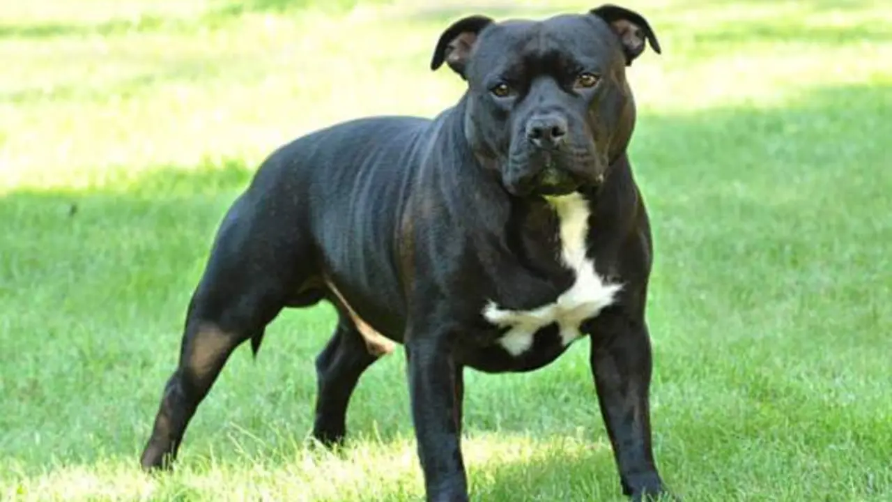 Zanja una discusión atizando al perro contra un vecino, al que podría haber matado