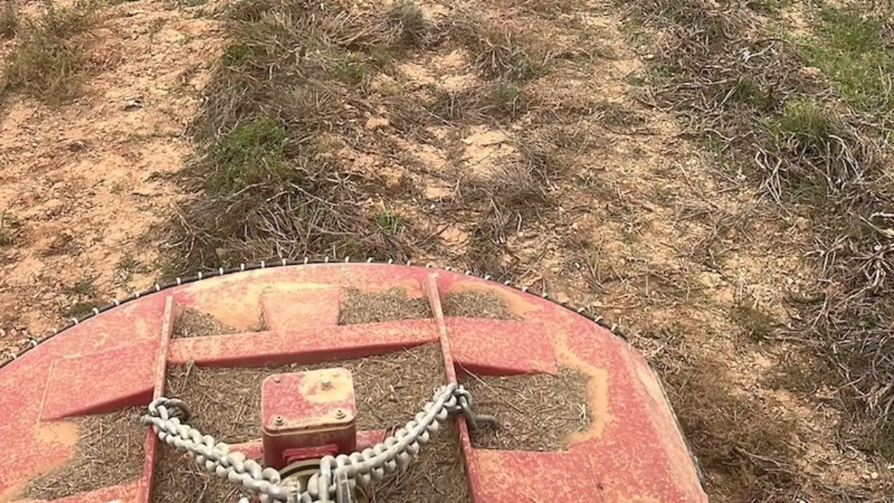 Agricultores comienzan a arrancar sus plantaciones de lavanda por falta de rentabilidad