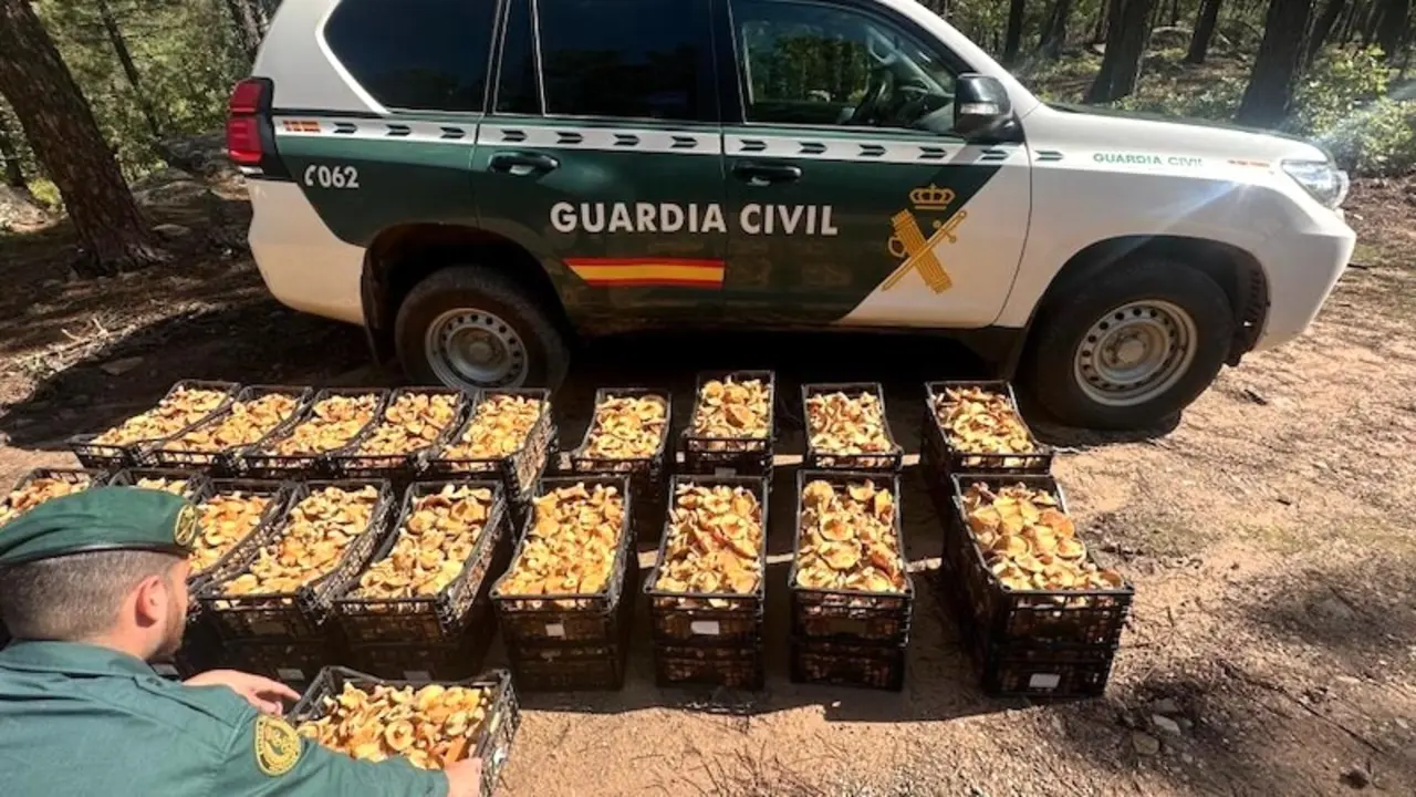 La Guardia Civil incauta hasta 250 kilos de níscalos recogidos de forma ilegal en Guadalajara