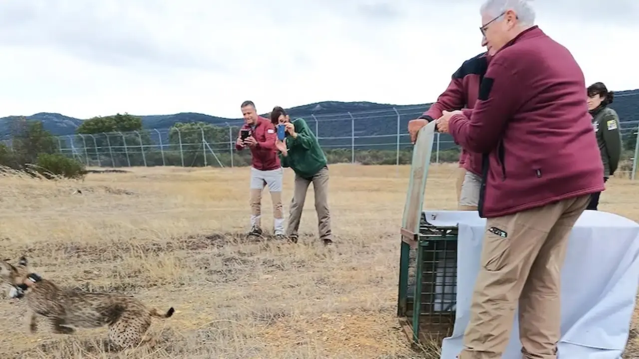 Sueltan una hembra de lince en Cabañeros para emparejarla con el macho liberado en abril