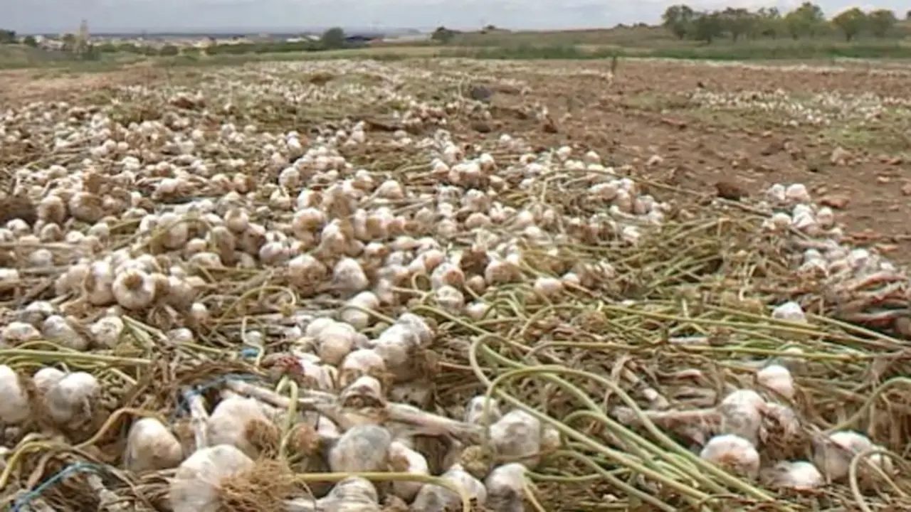 La lluvia torrencial de junio ocasionó cuantiosos daños en el ajo en Castilla-La Mancha, ajos, tormenta, seguros agrarios