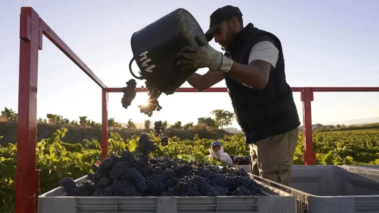vendimia, vino, uva, viñedo, viticultura, agricultura, PAC, campo, cosecha