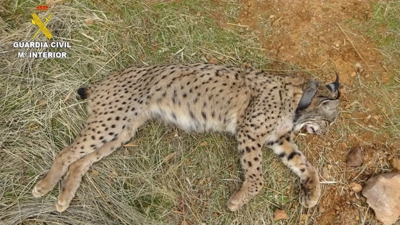 Investigan a un cazador por matar un lince ibérico mientras cazaba conejos en Villamanrique (Ciudad Real)