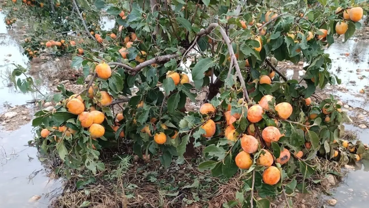 Agroseguro cubre los daños por la DANA y se compromete a agilizar el pago a los afectados