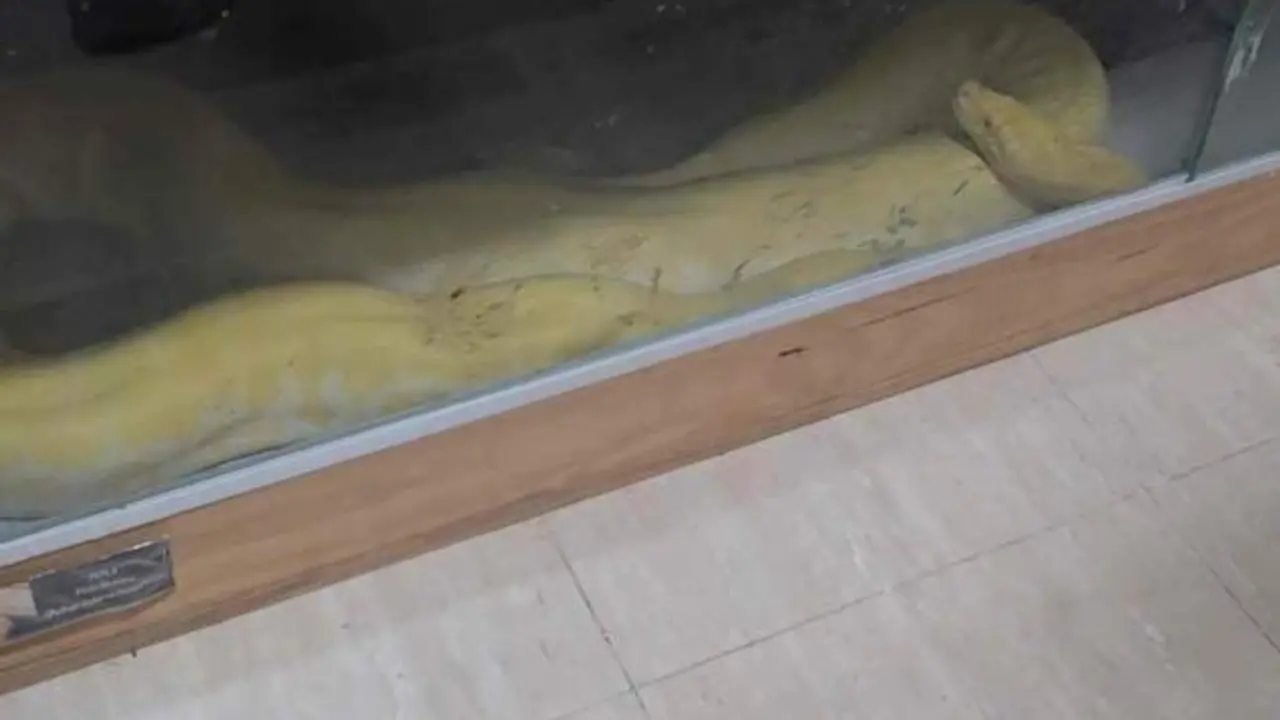 El ataque de una serpiente destapa una selva en un piso lleno de animales peligrosos