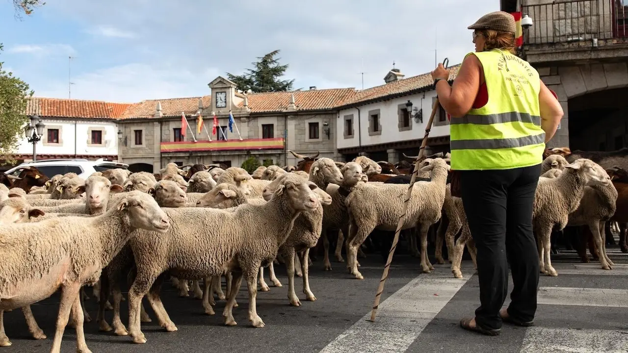 En la imagen de archivo una pastora-ganadera junto a su rebaño de ovejas, ovino, caprino, legua azul, salud animal, ganado,