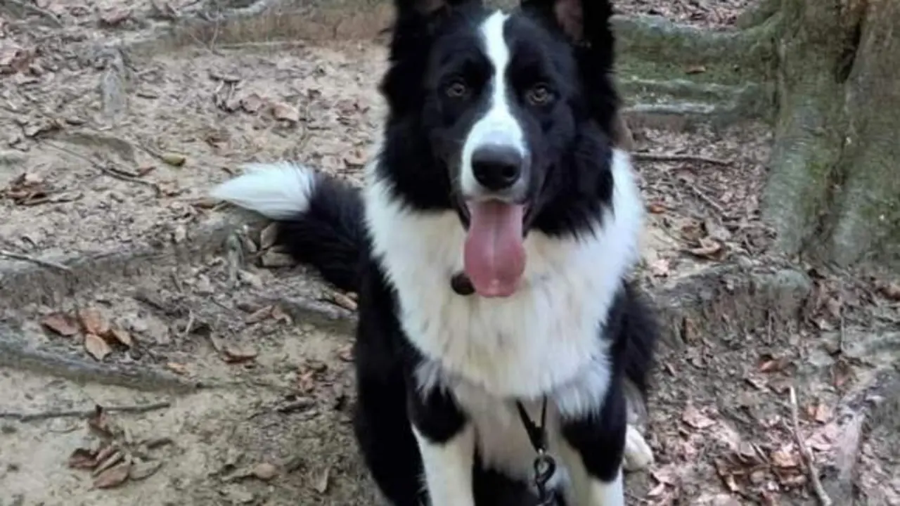 VIDEO. Secuestran al perro Lucky: lo coge por el collar y los saca por encima de la valla