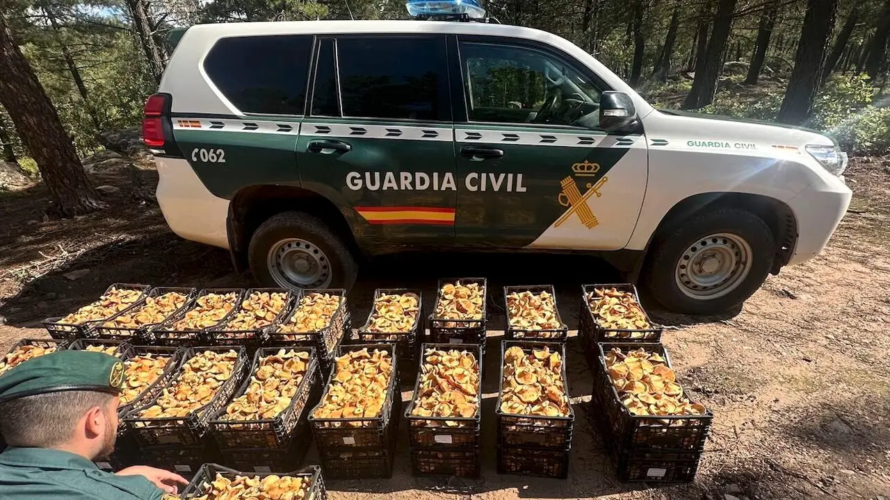 Tres toneladas de setas incautadas y 39 denunciados: balance de la campaña en Guadalajara - EFE/Guardia Civil