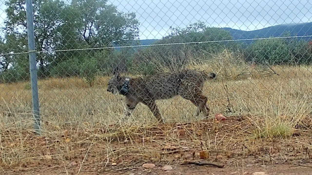 Liberan en el Parque Nacional de Cabañeros a la hembra lince 'Uvita'