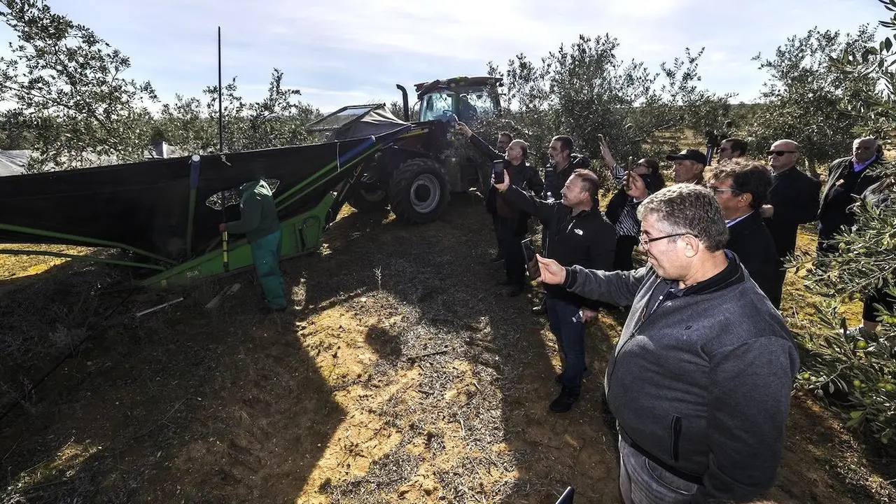 Interprofesional de aceite aboga por evitar trabas en comercialización con EEUU