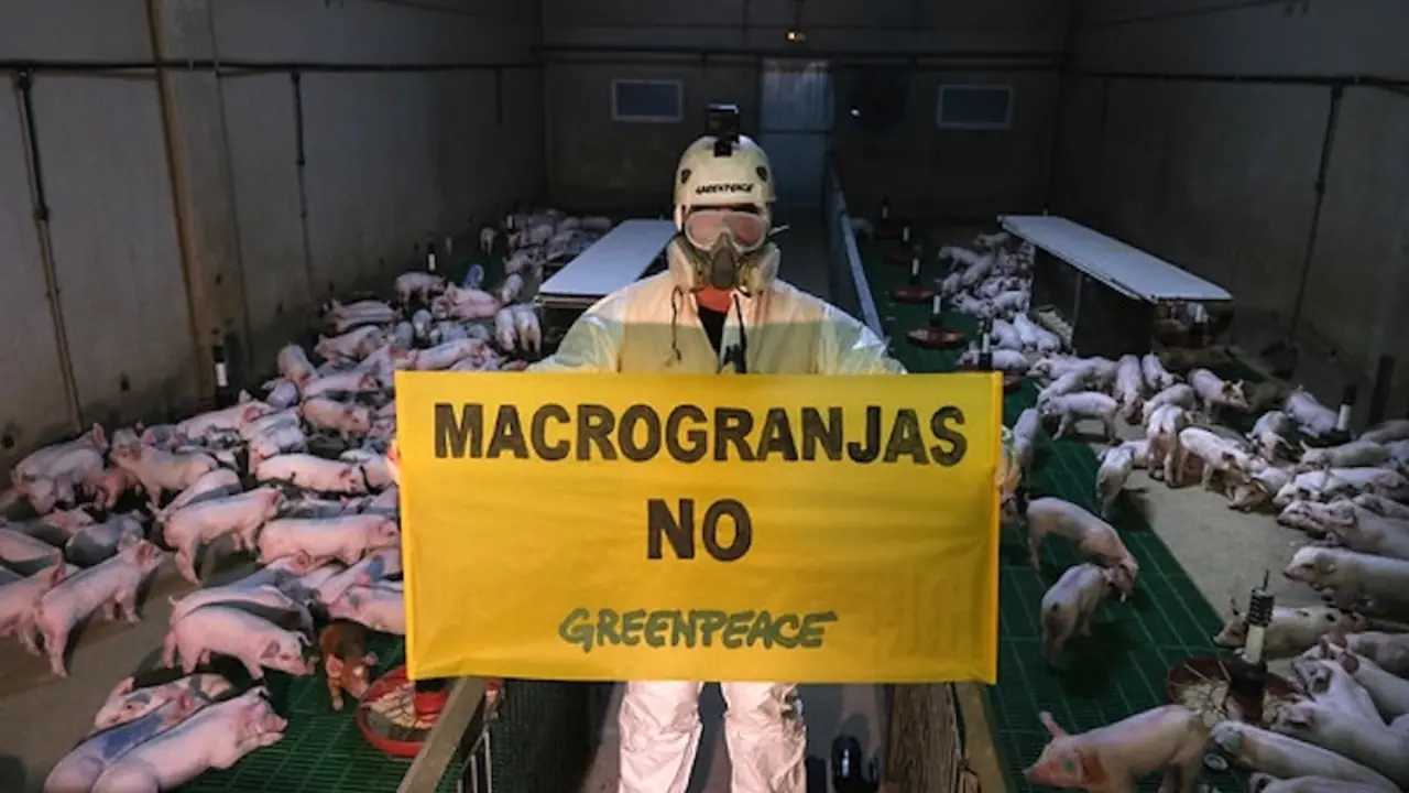 Greenpeace pide que se mantenga la moratoria a las macrogranjas en Castilla-La Mancha