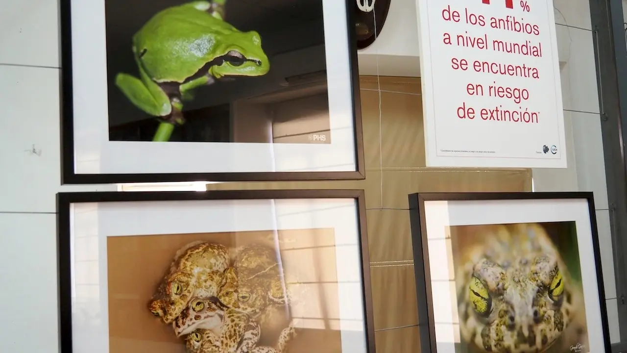 El Museo de Ciencias Naturales del Viso acoge una didáctica exposición sobre anfibios de Castilla-La Mancha - EFE/ Beldad