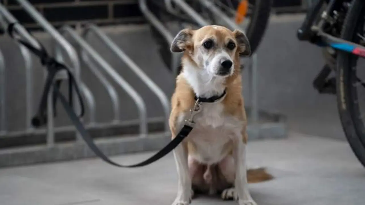 Secuestran un perro: el dueño lo ha dejado atado para poder comprar en una tienda