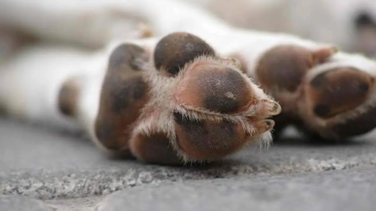 Matan a un perro tirándolo por un balcón: lo tenían esquelético y abandonado