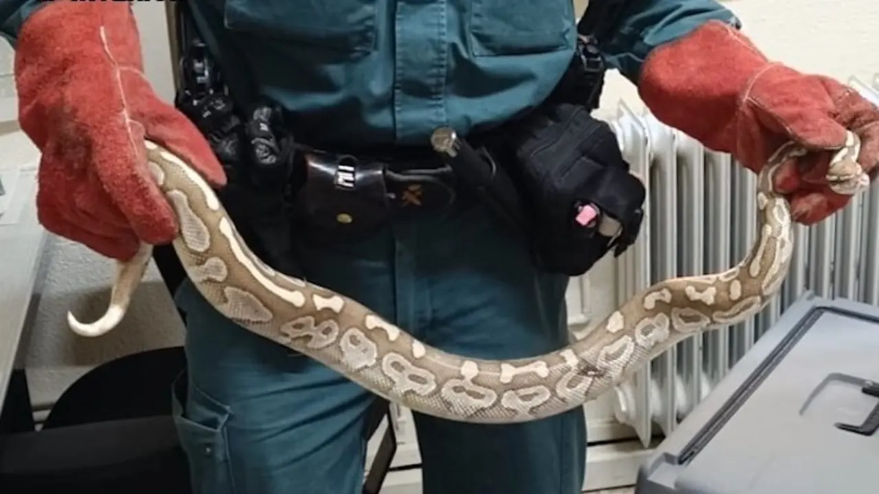 El Seprona localiza un ejemplar de pitón real en una céntrica calle de Daimiel