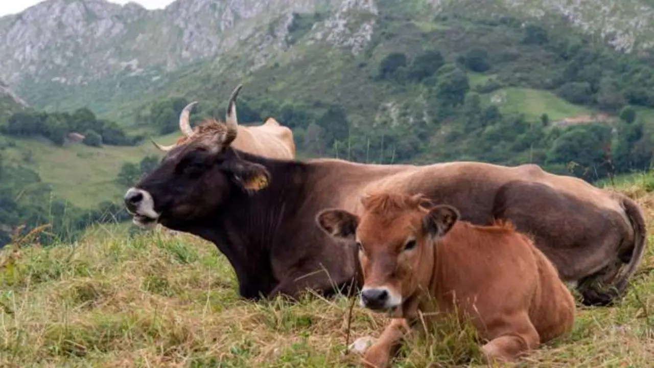 Un toro mata a un ganadero en su finca al intentar separarlo de las vacas en celo