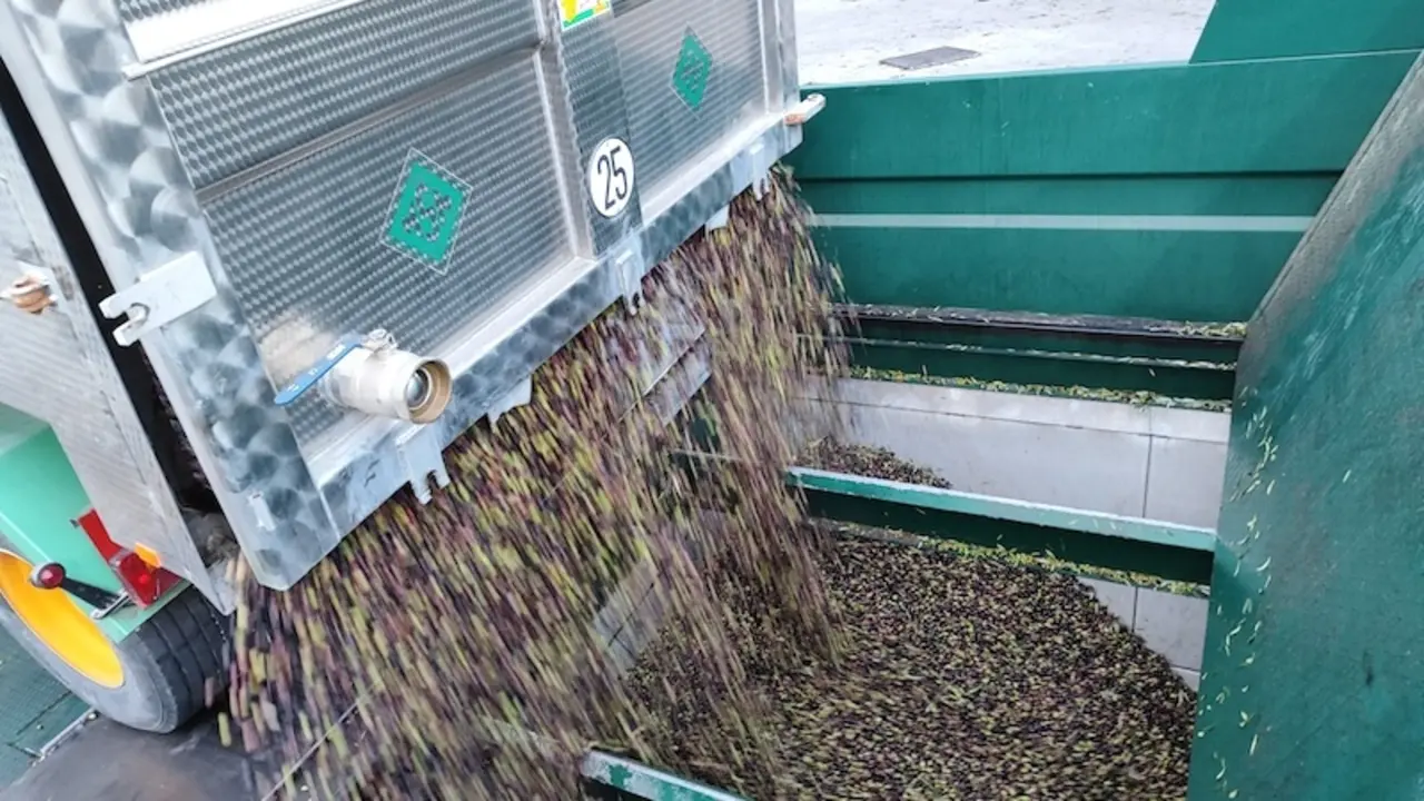 El grupo Vidabol inicia la campaña de aceituna y prevé alcanzar los 16 millones de kilos