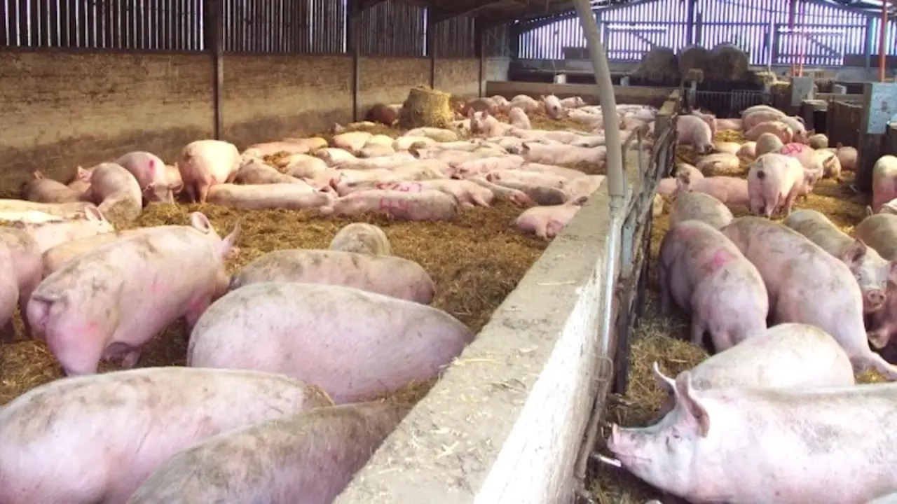 Un pueblo lleva dos años sin agua potable y señalan a una macrogranja porcina, cerdos, porcino, ganadería