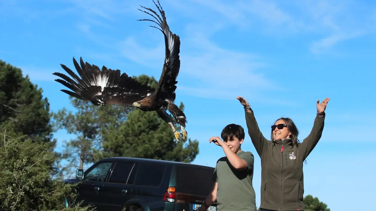 Devuelven a su medio natural a cinco aves rapaces recuperadas en Sevilleja de la Jara