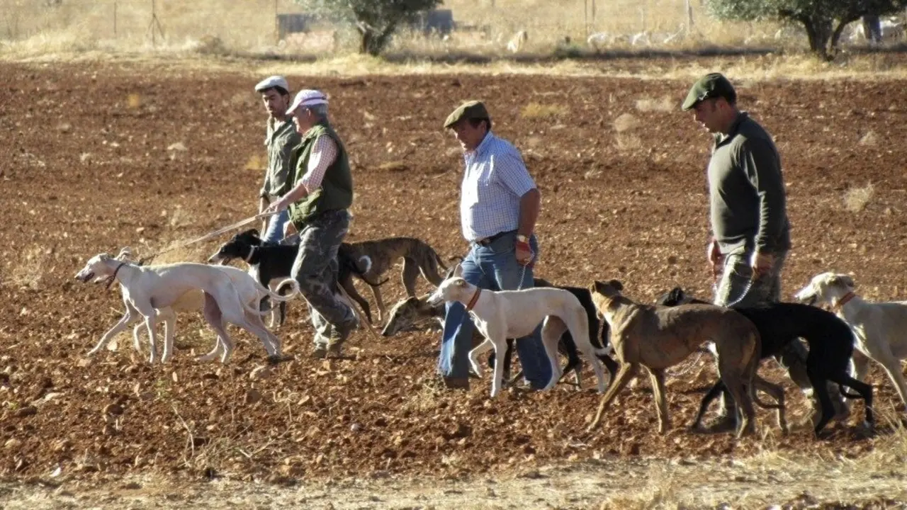 Un grupo de galgueros durante una jornada de caza en la provincia de Ciudad Real - EFE/Beldad, cazadores, coto de caza, galgos, perros,